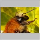 Bombus pascuorum - Ackerhummel 05.jpg